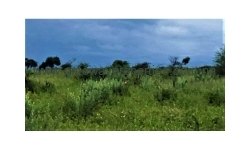 Otjiwarongo - 9 ha Cattle fenced plot for sale